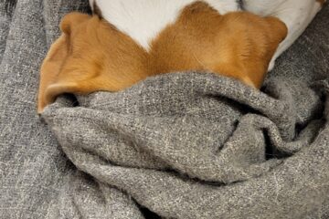 Friede versteckt sich unter der Decke.