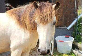Unser Pferd Keks