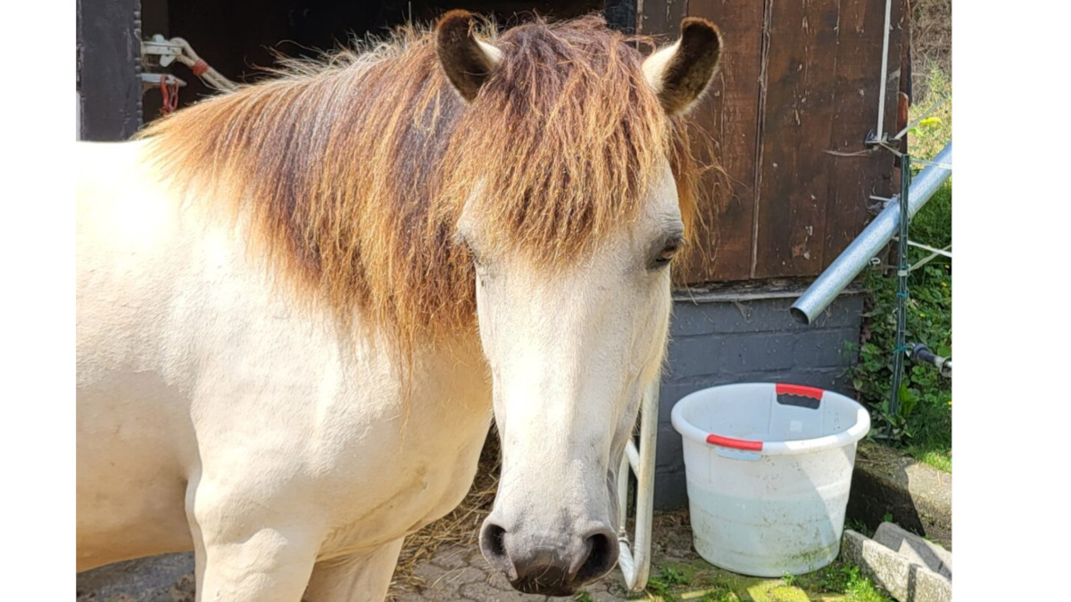 Unser Pferd Keks