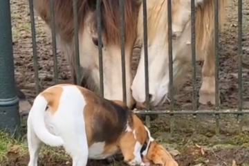 Frieda, Keks und Krümel am Zaun.