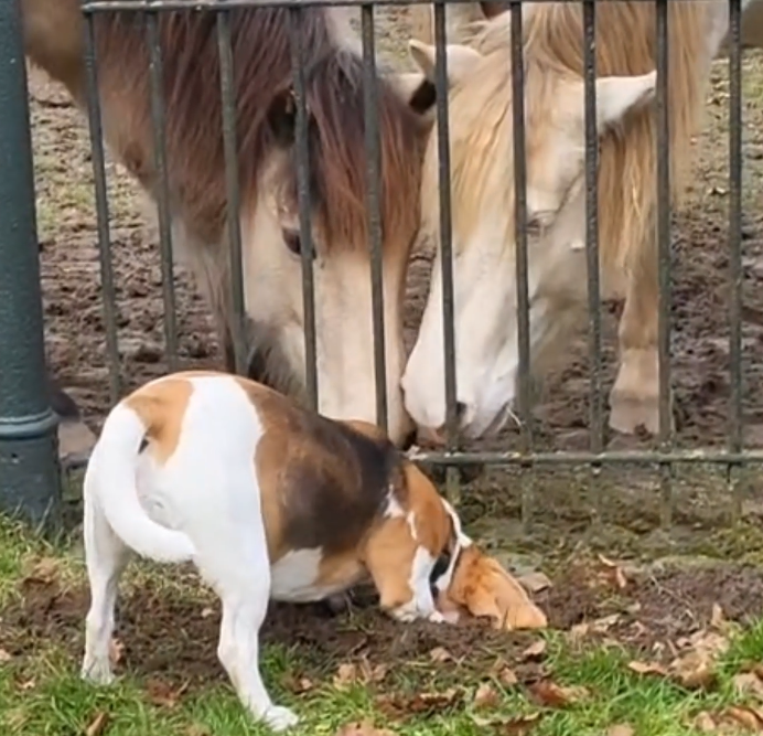 Frieda, Keks und Krümel am Zaun.