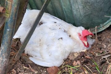Flitzi das Huhn hat sich unter der Schubkarre versteckt.