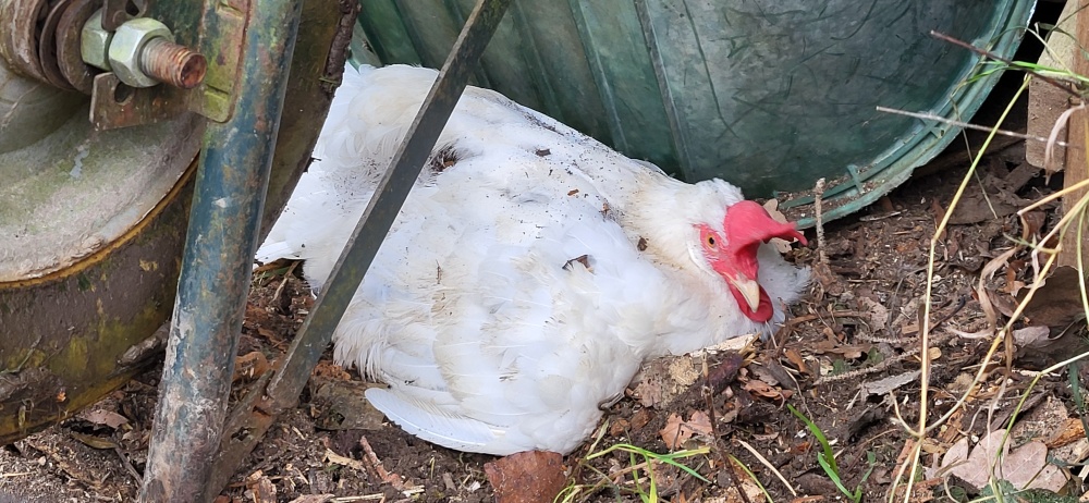 Flitzi das Huhn hat sich unter der Schubkarre versteckt.
