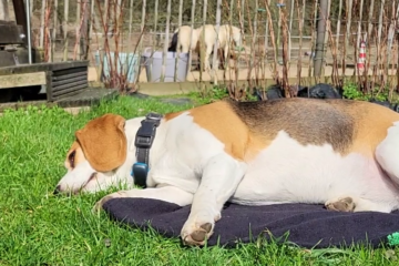 Frieda liegt in der Sonne