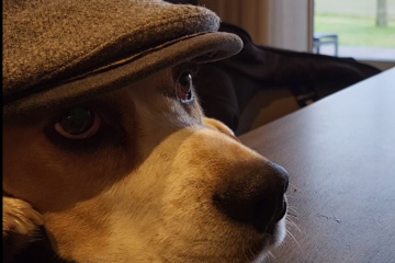 Frieda der Beagle mit Hut