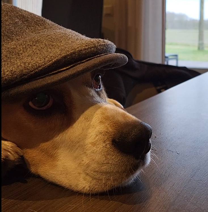 Frieda der Beagle mit Hut
