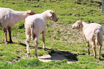 Drei Schafe nach dem Termin beim Friseur auf der Wiese.
