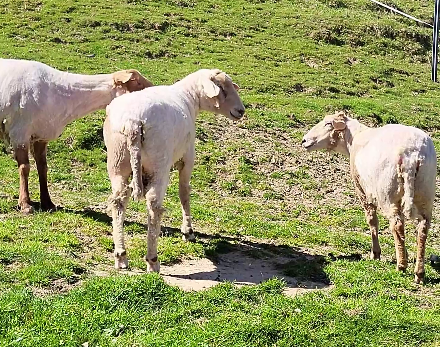 Drei Schafe nach dem Termin beim Friseur auf der Wiese.